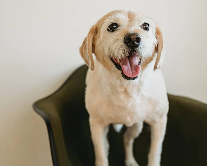 Labrador
