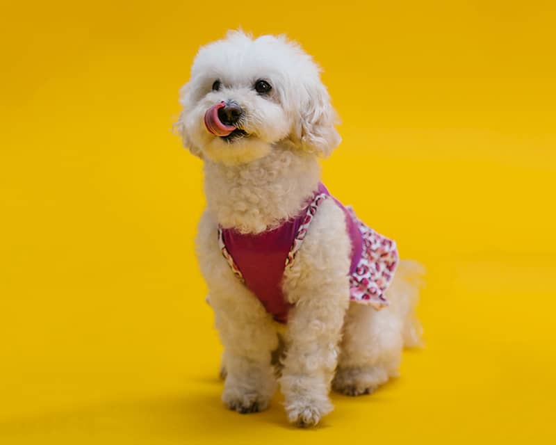 Poodle