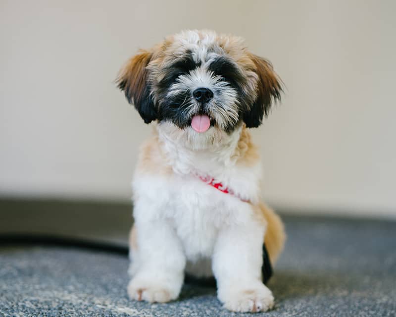 Shih Tzu